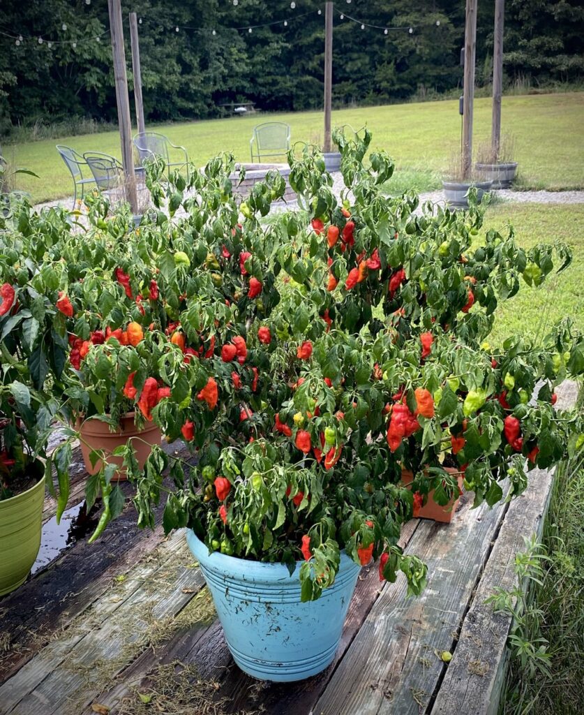 She is loving this heatwave.