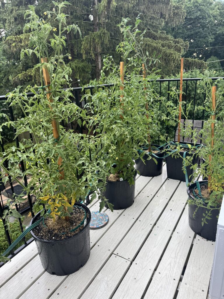 My Balcony Tomato garden