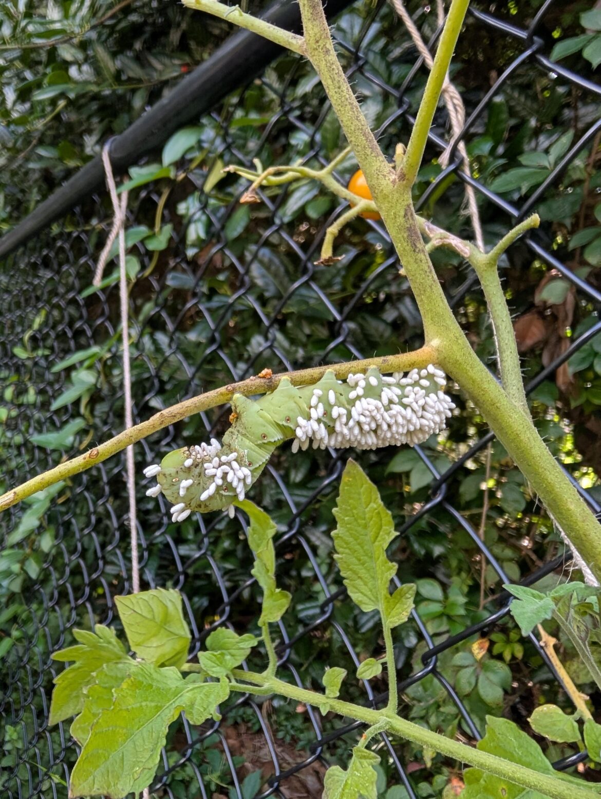 Look what I found... Zone 8a