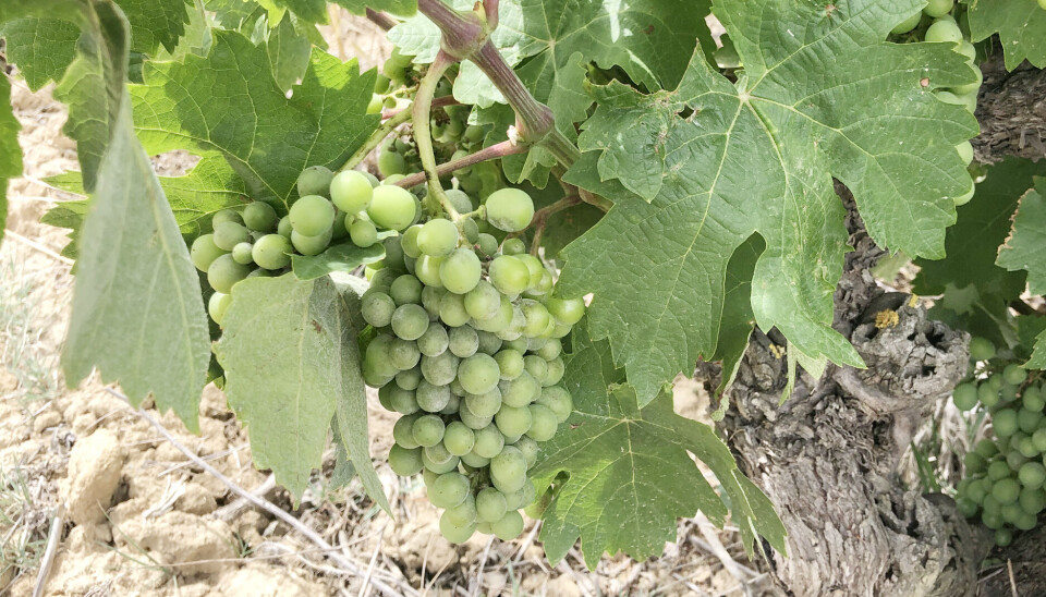 Grapes on a vine