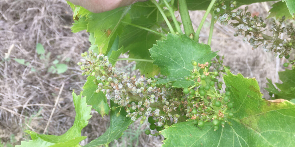 The Future of French Wine The Future of French Wine