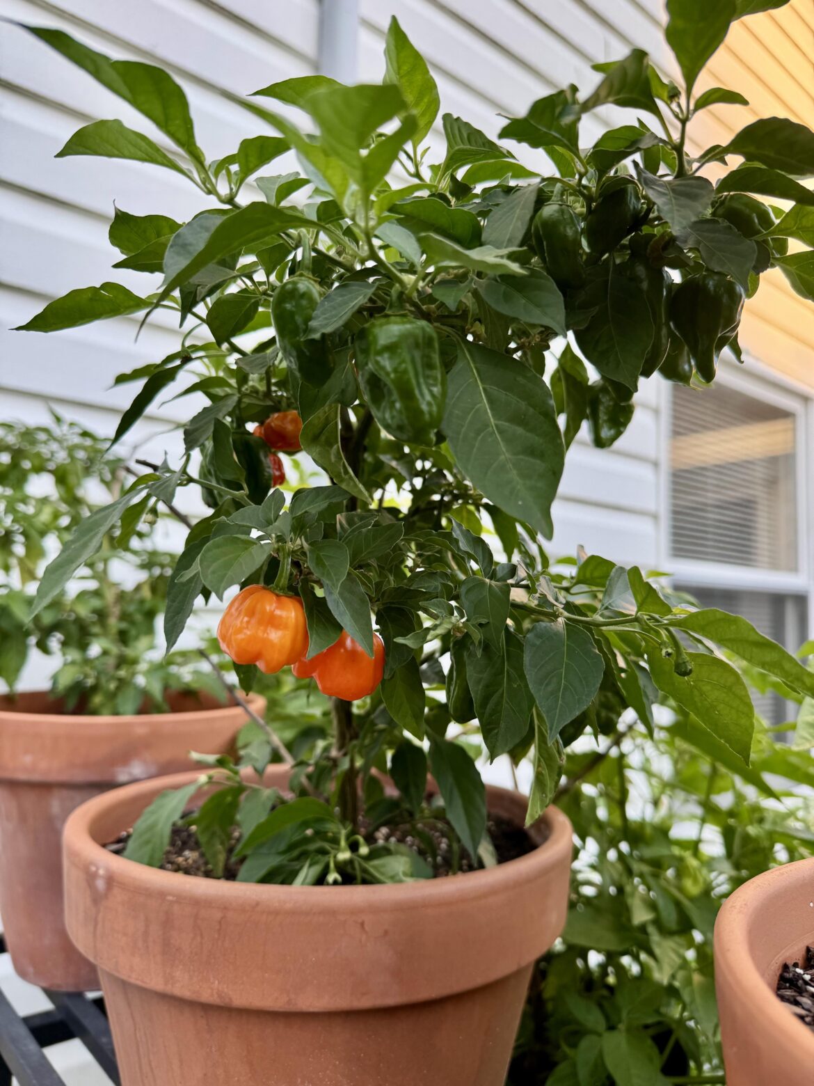 Overwintering my plants means I’ve got ripe habaneros in July!
