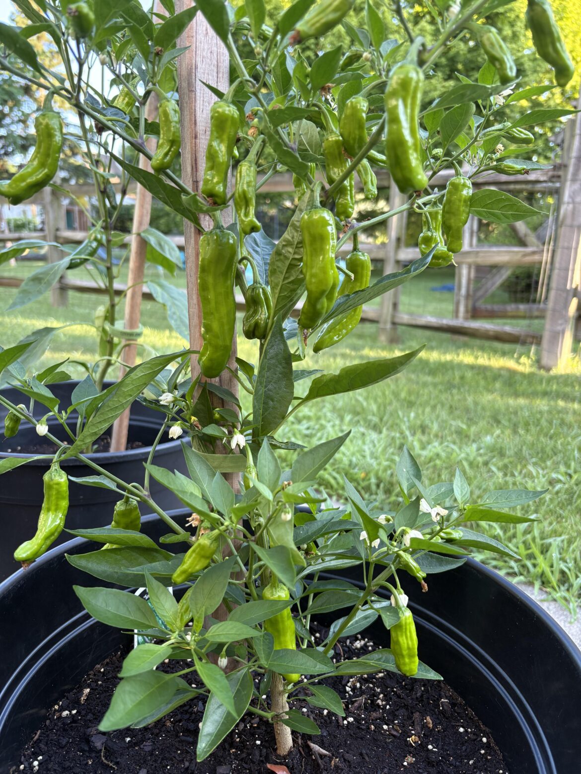 When are shishito pepper ready to pick?