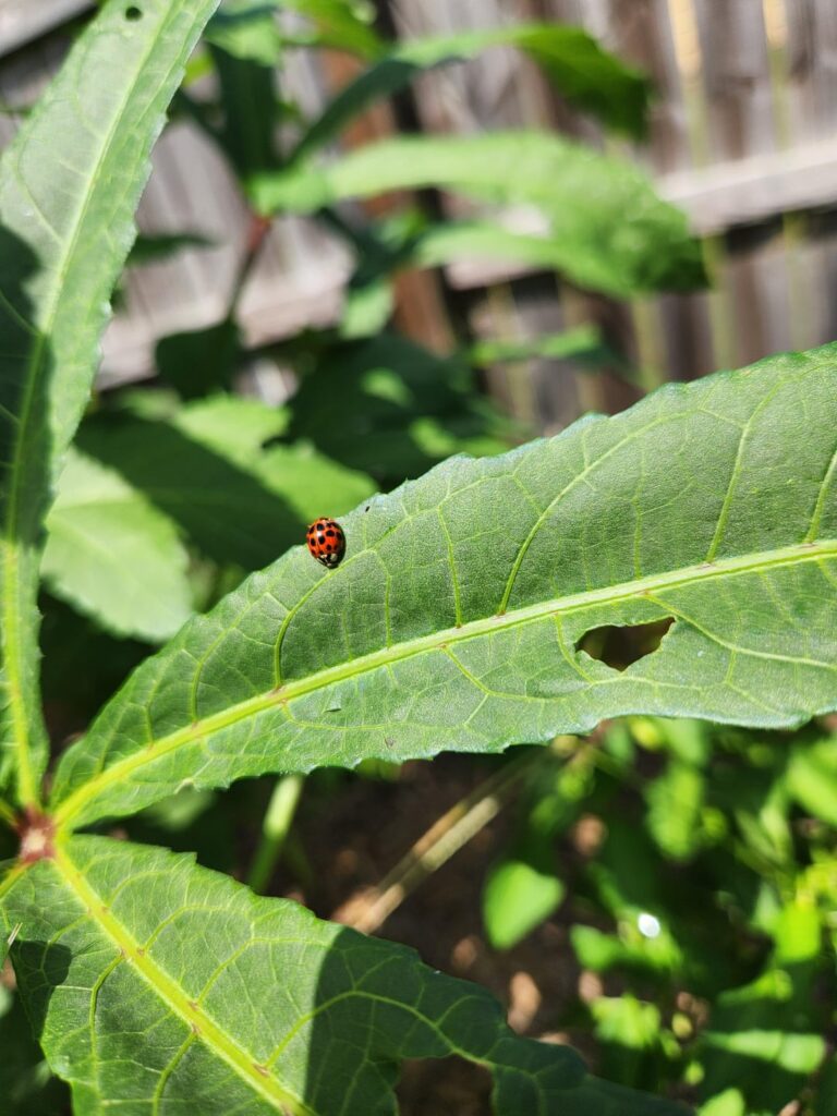 Not to brag, but my bug collection is top tier