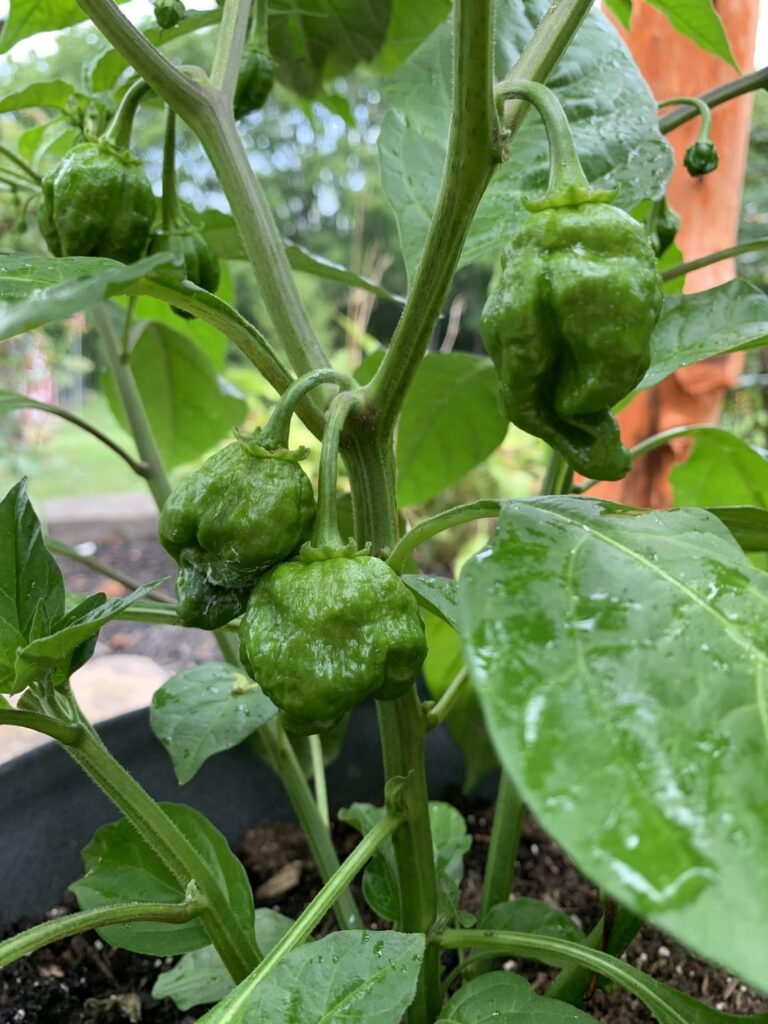 Are Habaneros usually this gnarly?