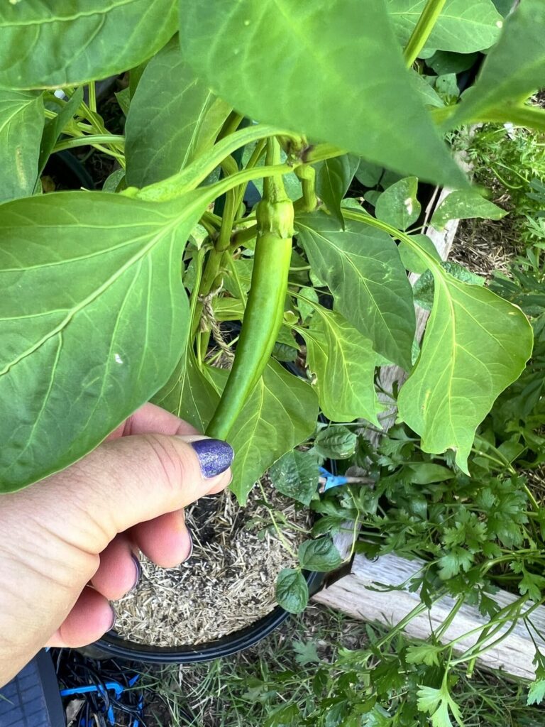 Thought I planted jalapeños