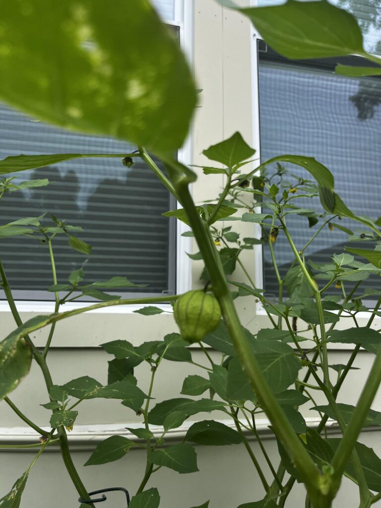 My first tomatillo!!!!