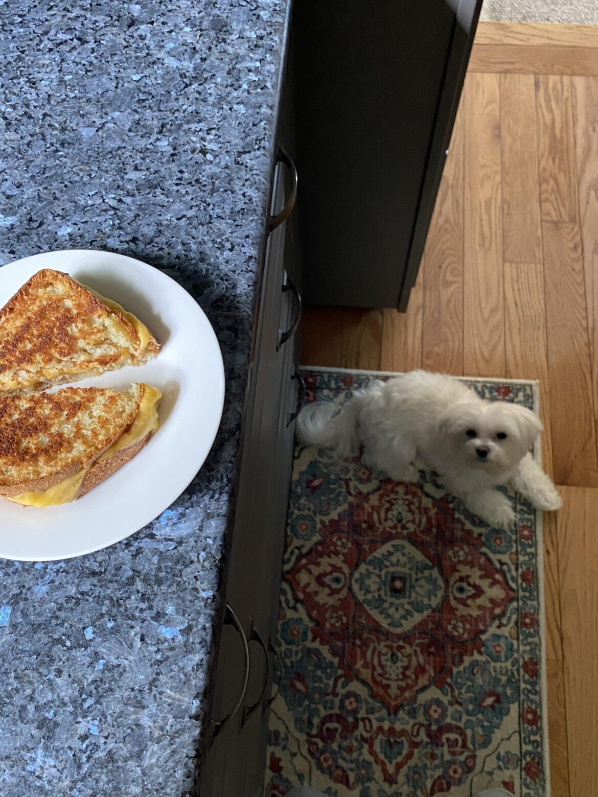 Don’t you have to fill my water bowl? I’ll watch your sandwich for you…