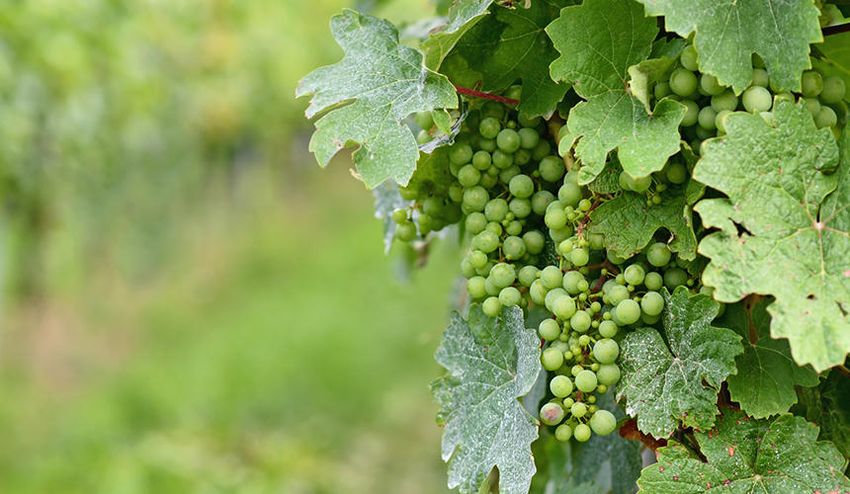 Small green wine grapes in a vineyard with mildew on the leaves