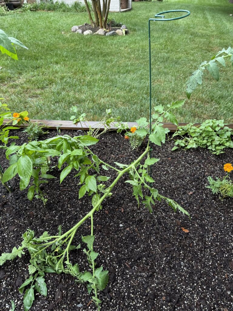 Cost of not investing in a proper tomato cage