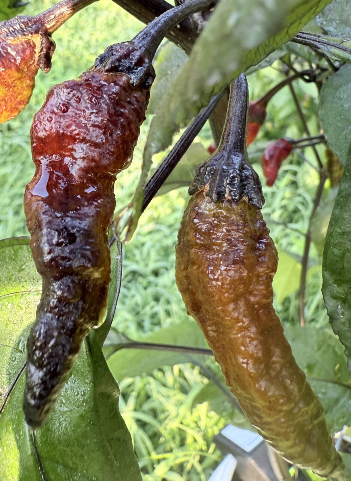 Medieval Torture Chamber