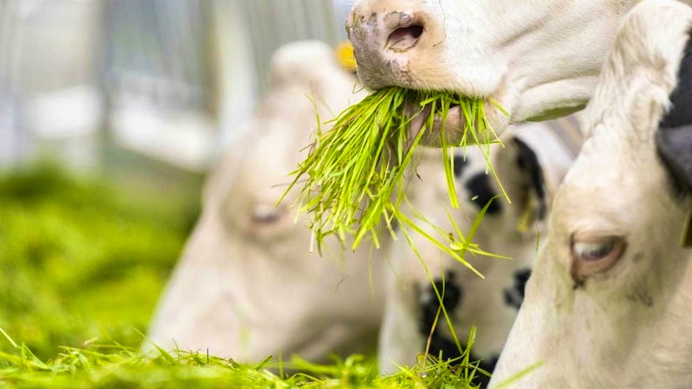 The seal of origin stipulates a certain proportion of fresh grass in the feed. (archive picture)