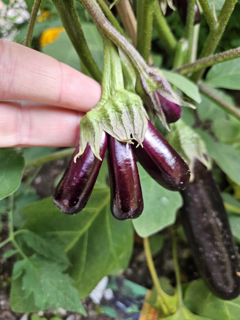 A morning update on my fasciating triple eggplant