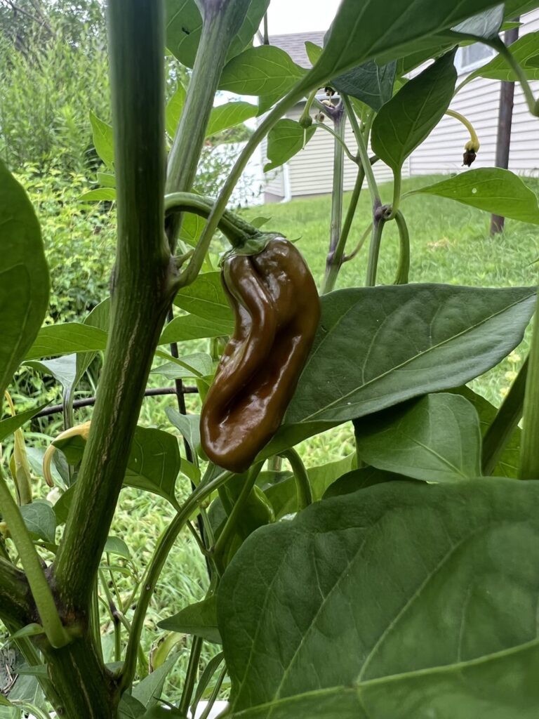 Pepperoncini Peppers? Pepperoncini Peppers?