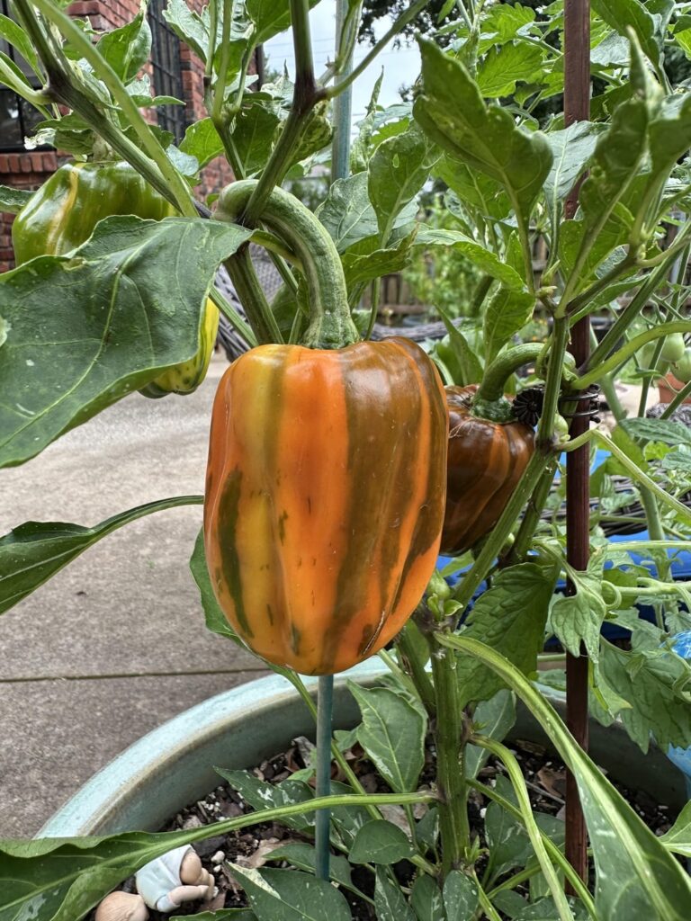 Candy Cane Chocolate Cherry bell peppers!