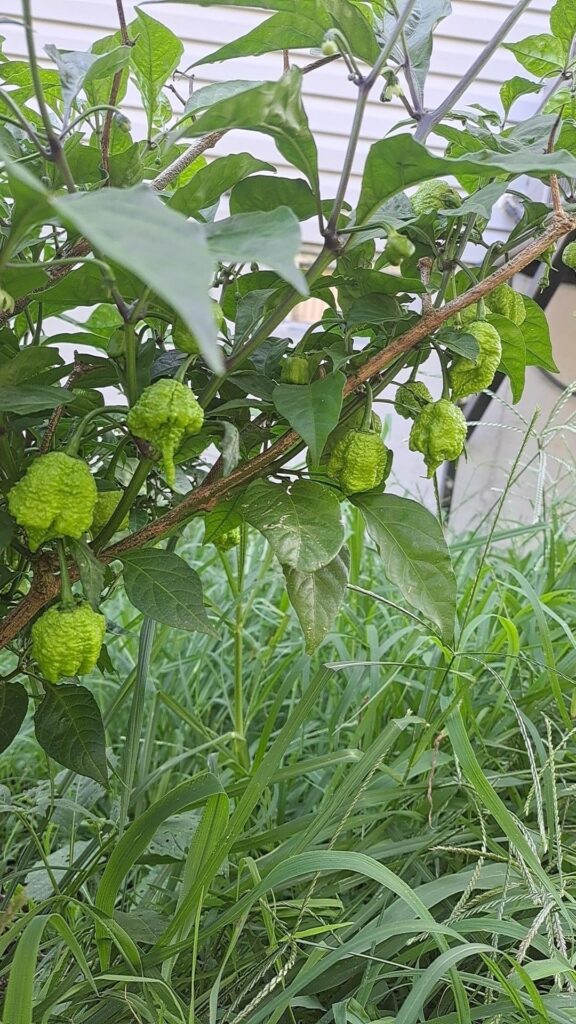 A Ton of Hot Sauce, Jelly, and Dehydrated Seasoning in my Future