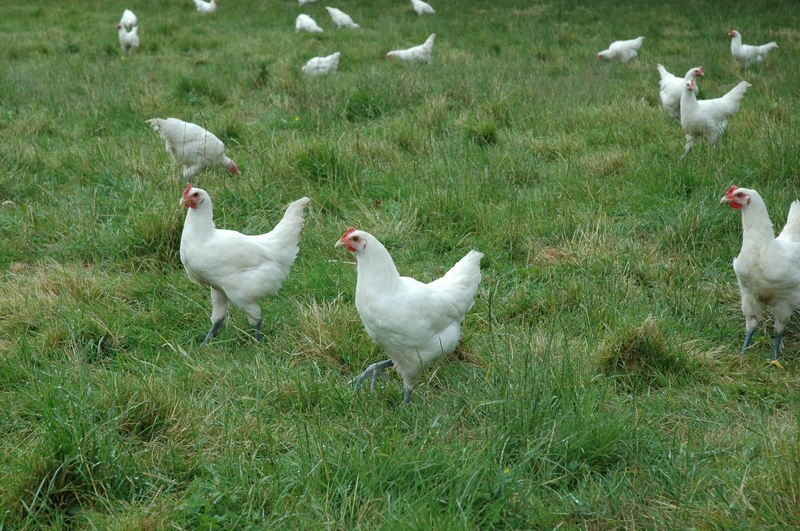 Val Bresse Chicknes Credit Alecs