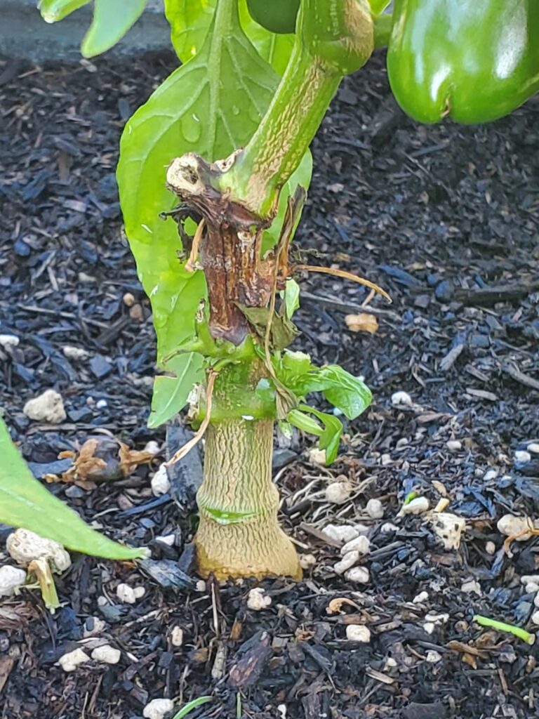 Wilting and brown stem?