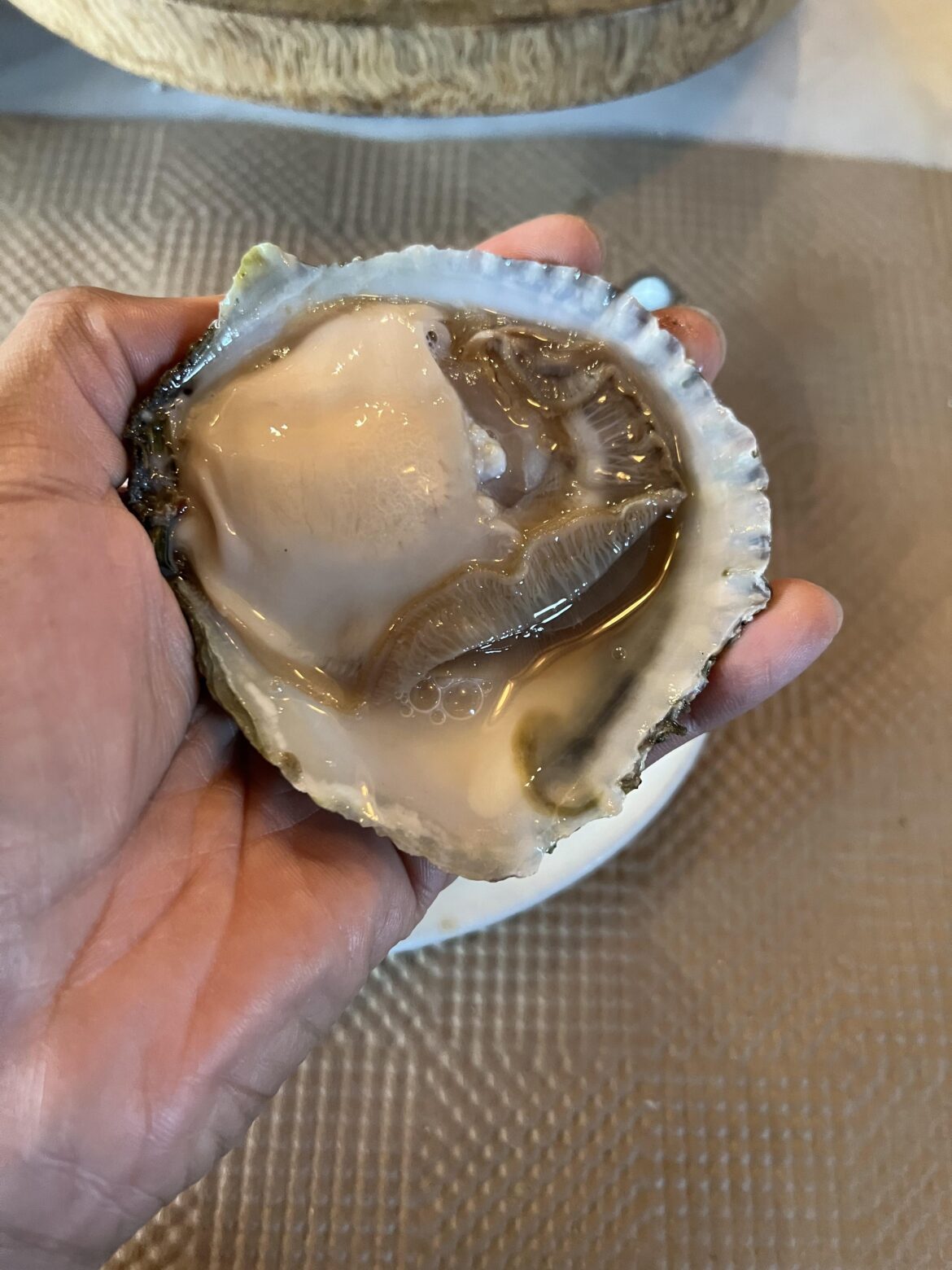 Massive Belon oyster