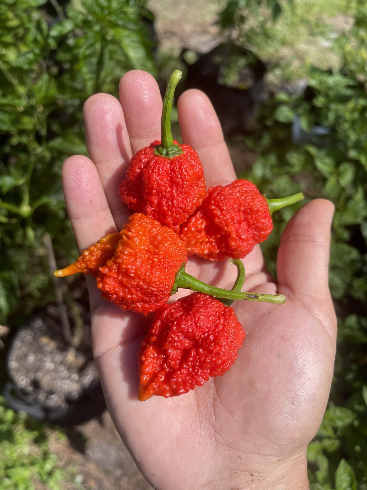 BEAST here. What’s your gnarliest gnurled pod?