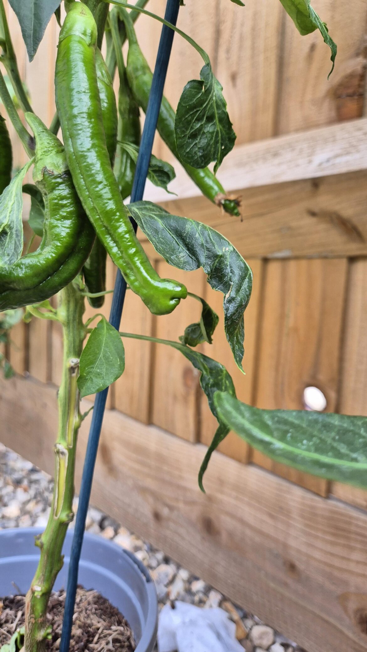 Hoping these one's pack a punch!