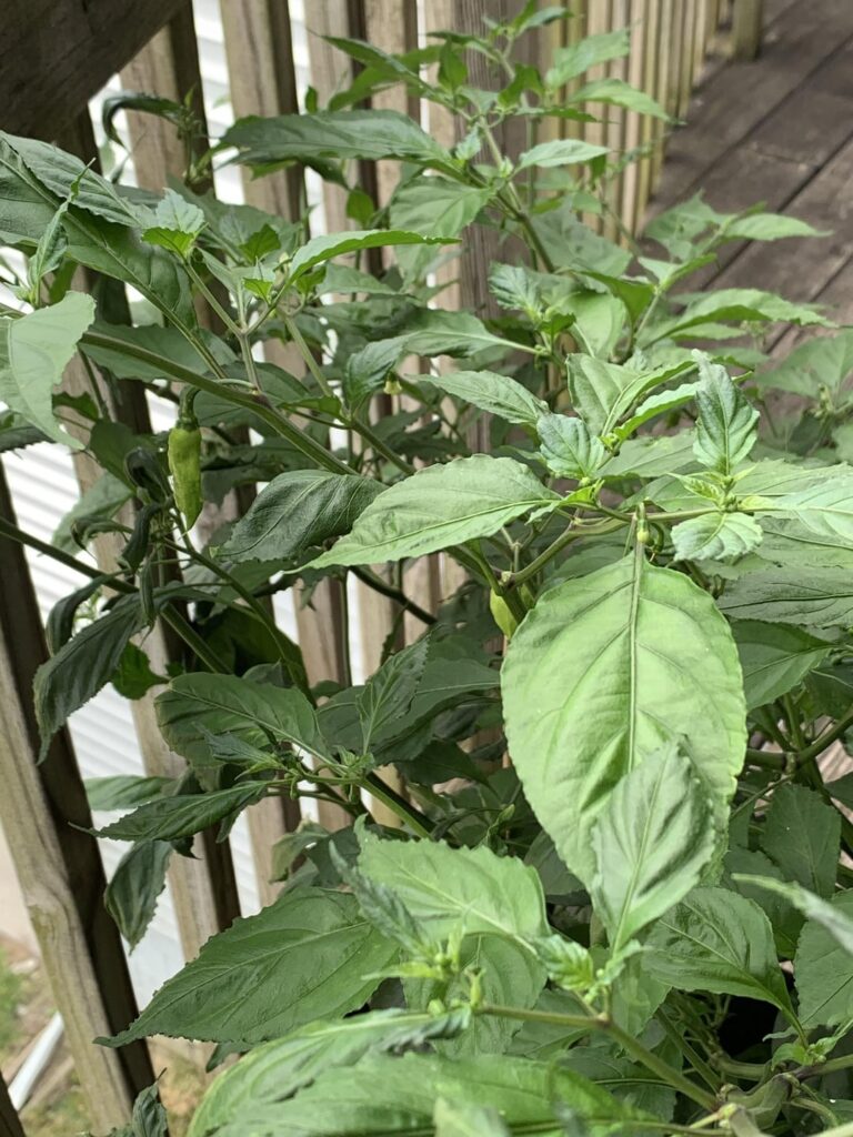 The anticipation is killing me!