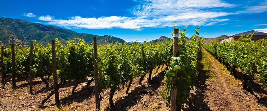 Alcance Winery in Valle del Maule, Chile