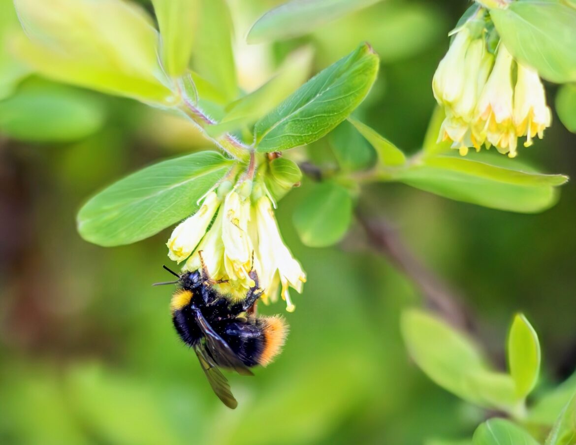 How bumble bees are sabotaging their own health 2025/07/Neanderthal-skull.jpg