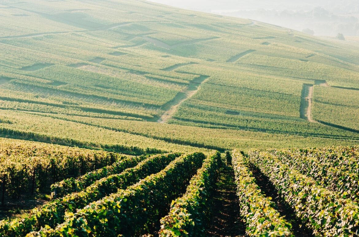 Champagne: Three convicted in human trafficking trial Champagne: Three convicted in human trafficking trial