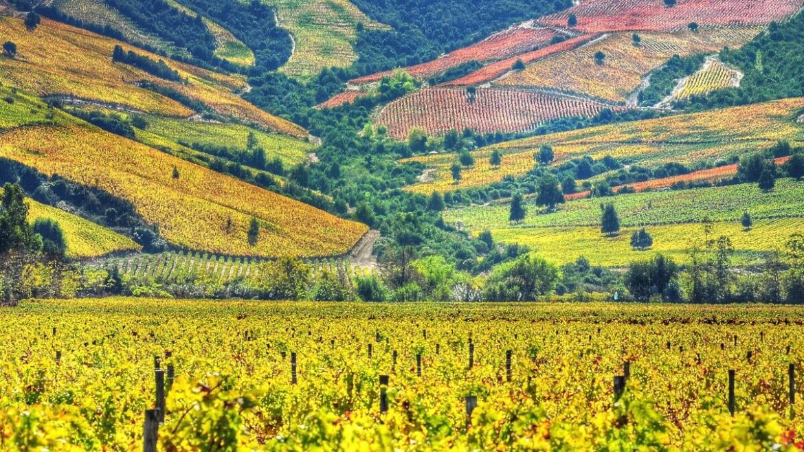 Exploring Chilean wine, with five of the best bottles to try in 2022
