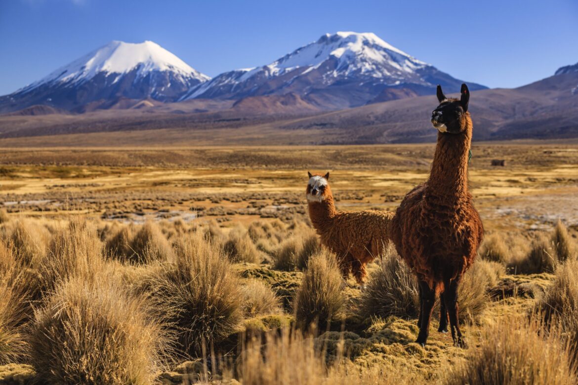 Alfonso Undurraga re-elected as president of Wines of Chile Alfonso Undurraga re-elected as president of Wines of Chile