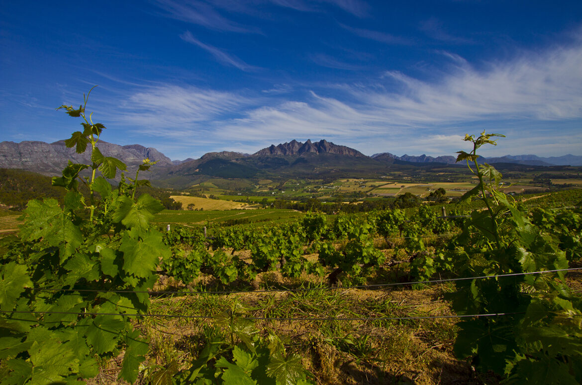South Africa’s next generation: Six brilliant winemakers forging a new scene