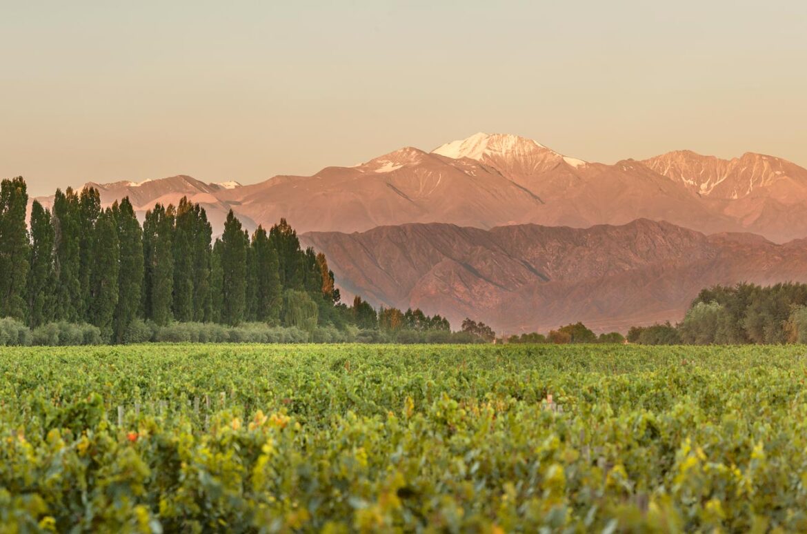 Quimera: Achaval Ferrer’s unending quest for perfection Quimera: Achaval Ferrer's unending quest for perfection