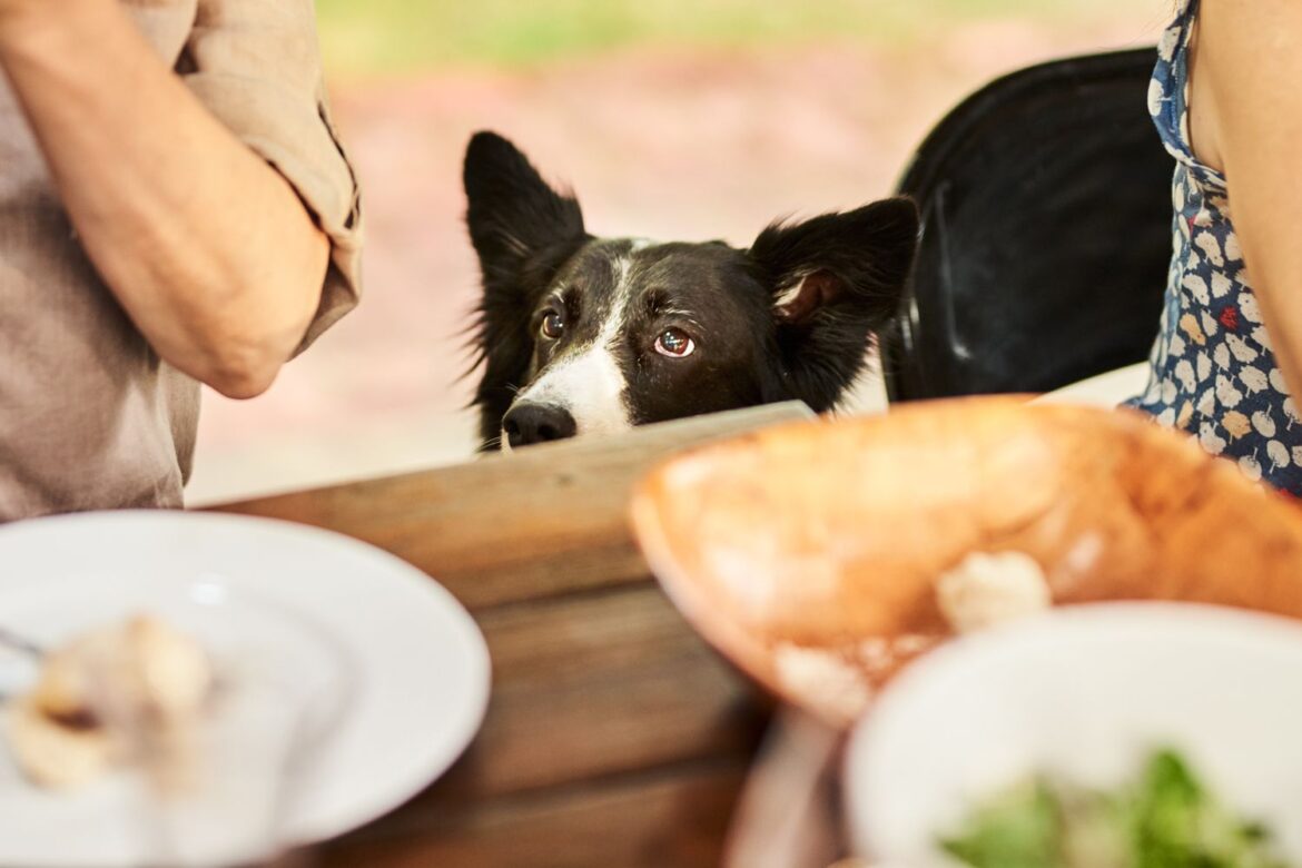 Mom Is ‘Fuming’ After Stranger’s Dog Eats Picnic Food Her Son Made