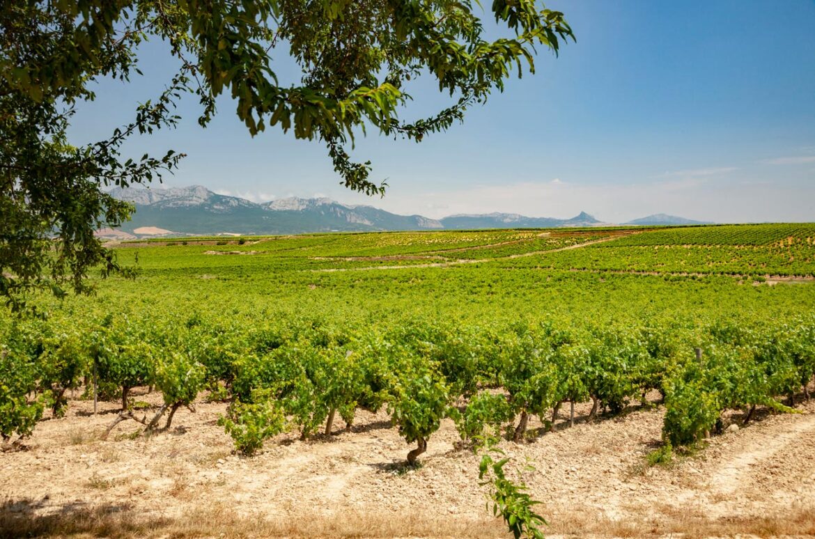 Muriel Wines: Rioja for every occasion Muriel Wines: Rioja for every occasion