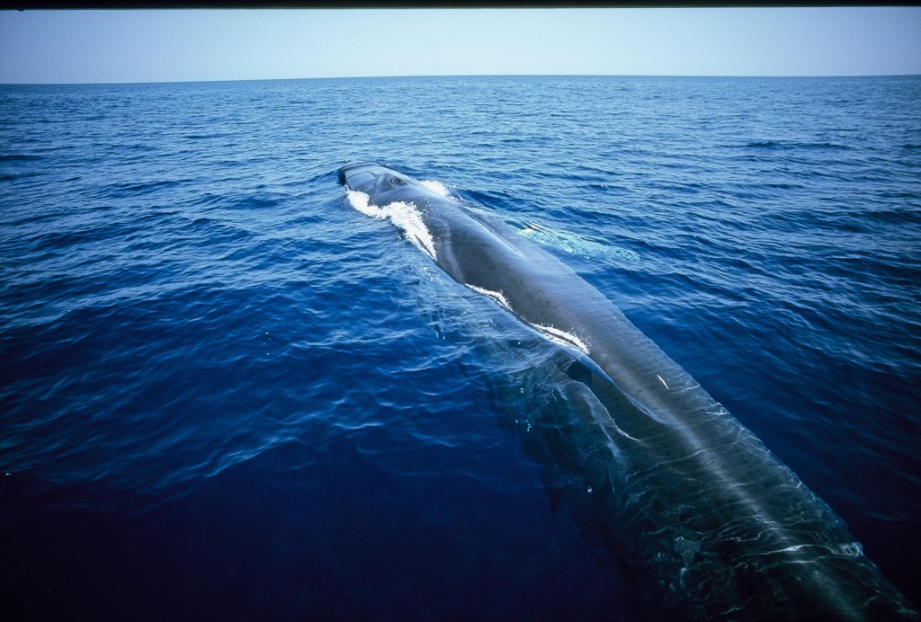 Grey on top with a white belly beneath, the Fin Whale, Balaenoptera physalus, is a slender, graceful giant and one of the world's largest mammals. It can grow as long as a tennis court and weigh as much as 10 elephants. Photo by  F. Bassemayousse