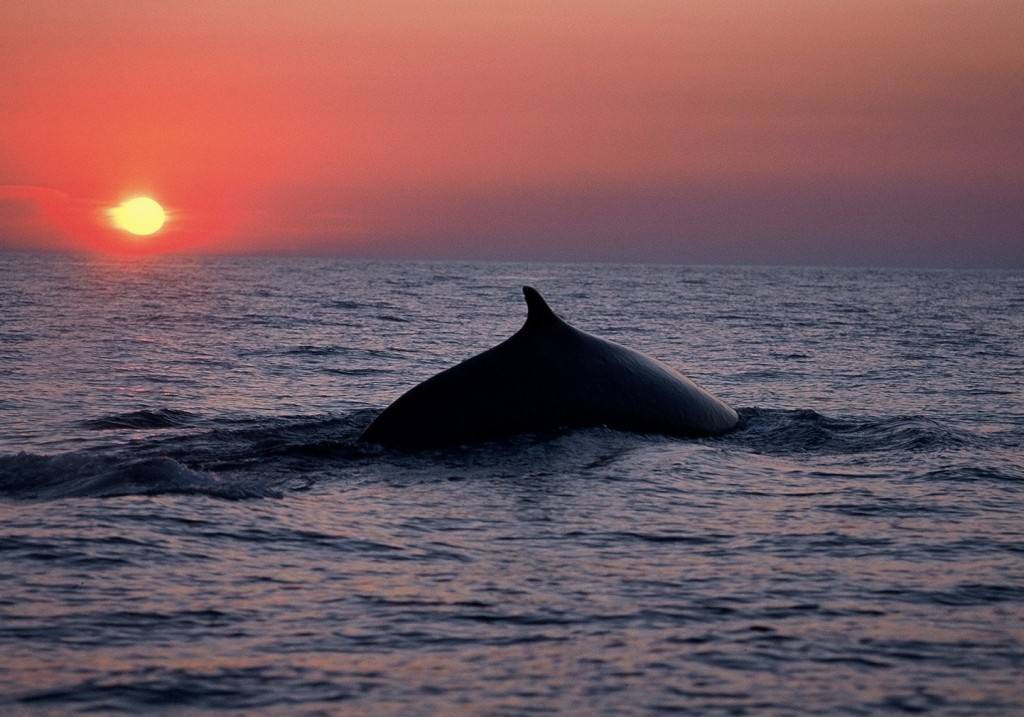A Fin whale, Balaenoptera physalus, swimming in the Mediterranean Sea. These whales contain quadruple the amount of the toxic chemicals known as PCBs than the same whales in the Atlantic Ocean two decades ago, researchers have found. Photo by  F. Bassemayousse