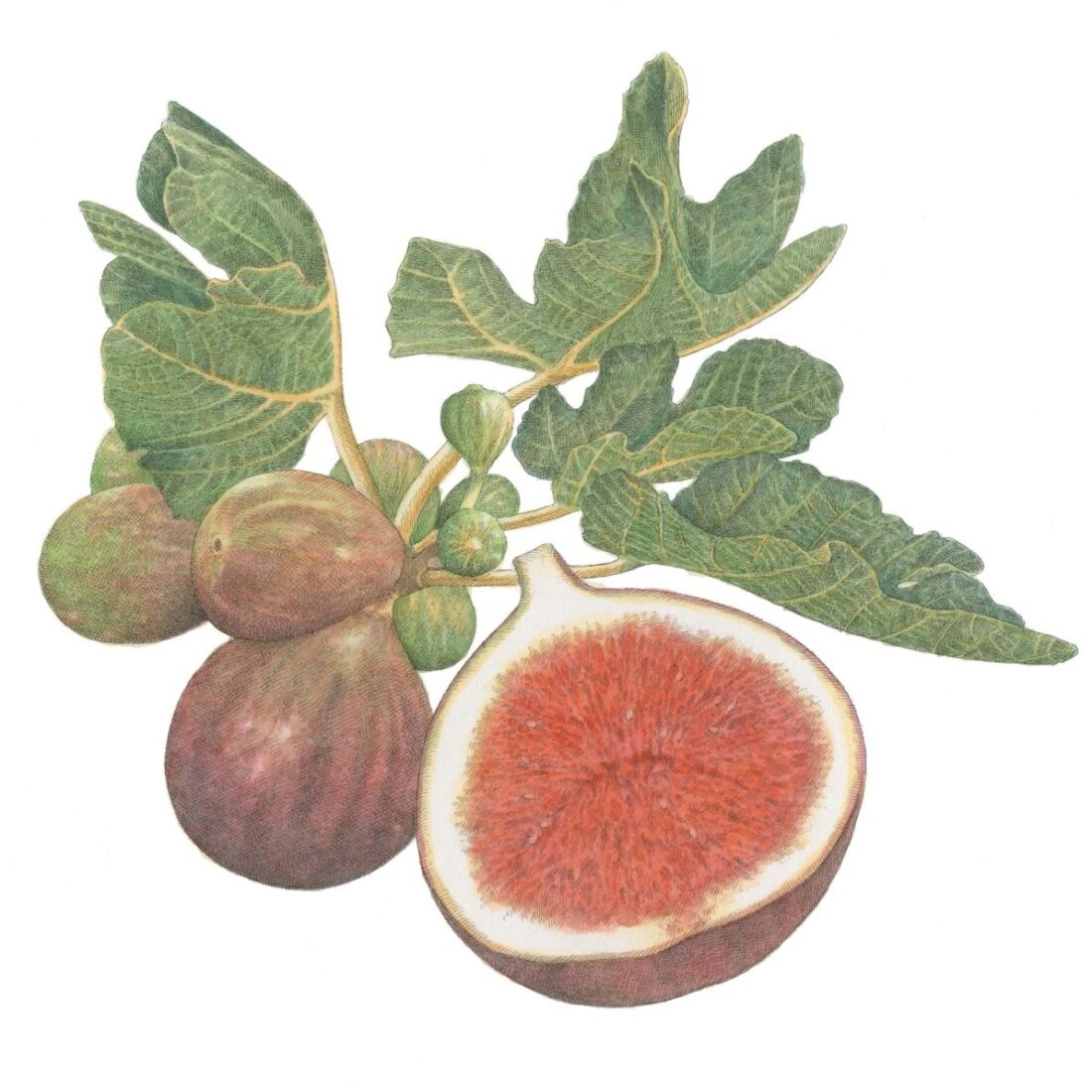 an illustration of figs