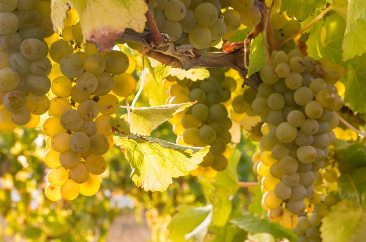 Cristaldi: The age of cellar-worthy California Sauvignon Blanc