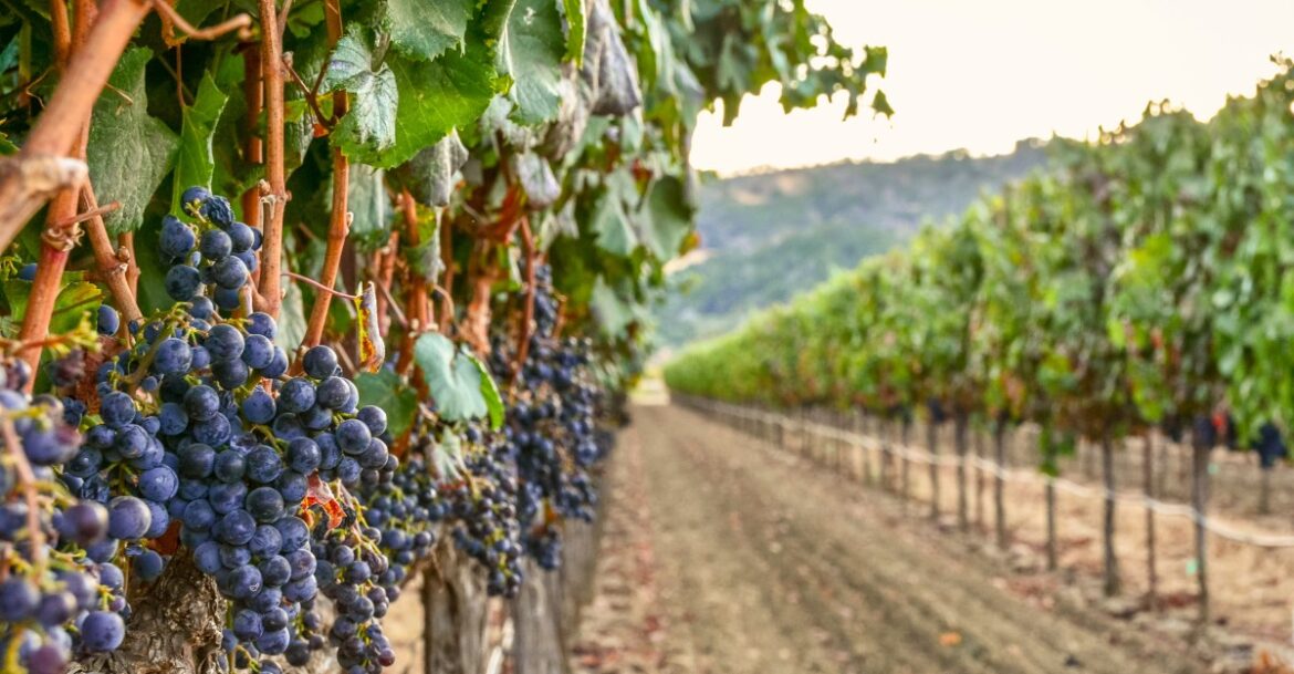 President Donald Trump’s Trade War Has Already Blasted California Wineries