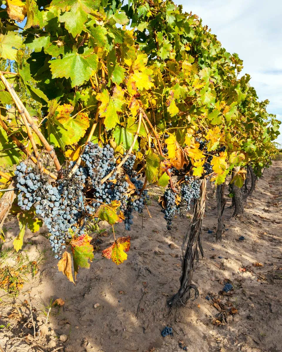 Grapes on a wine in Mendoza, Argentina