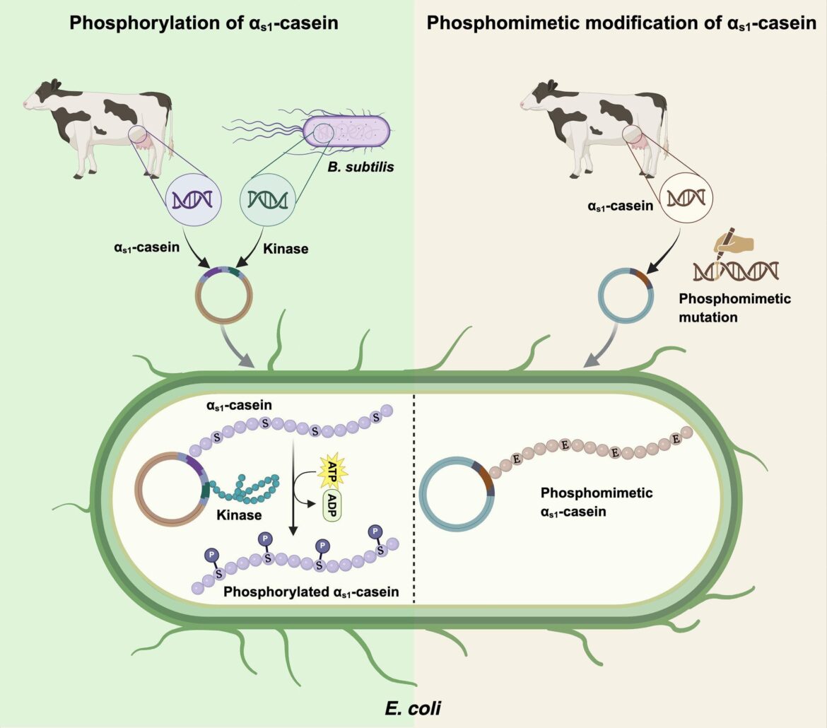 Real milk proteins and potential milk products derived from engineered bacteria (plant based)