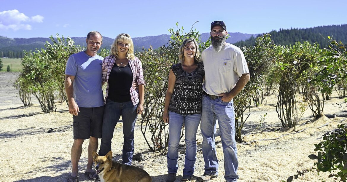 Families partner to open pick your own blueberry farm
