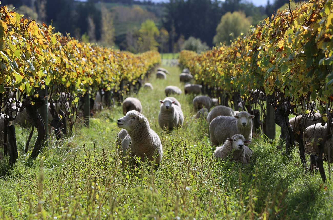 Sheep grazing at Neudorf Vineyards
