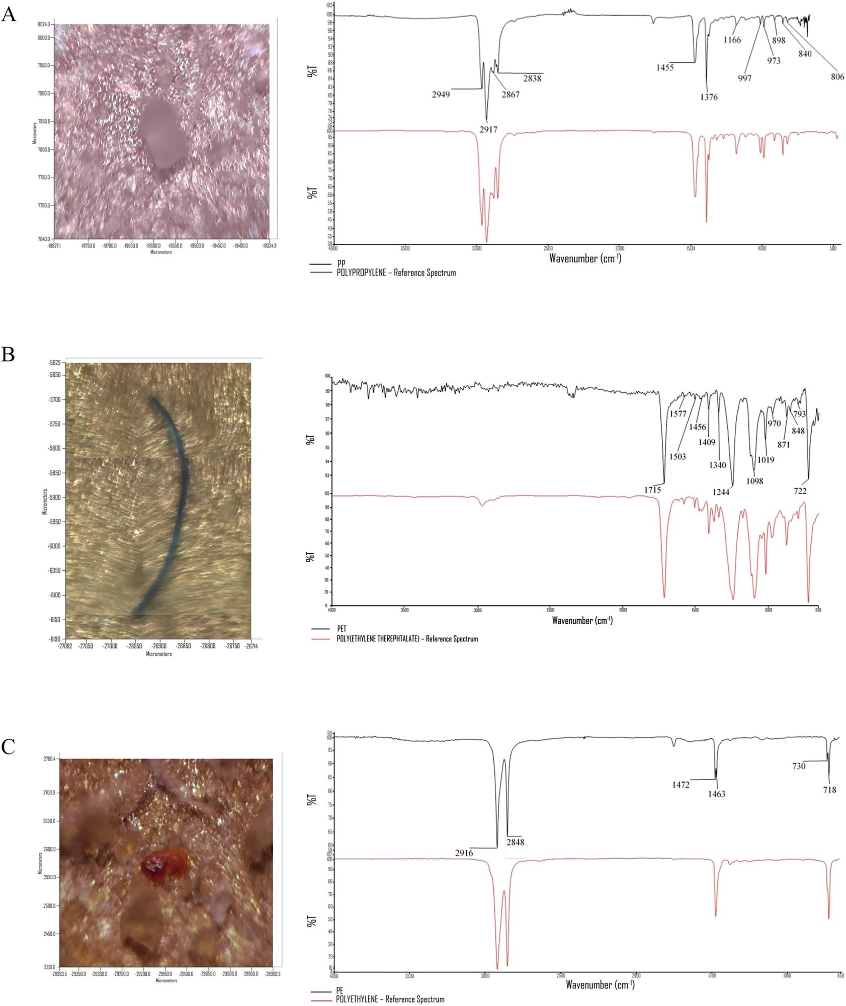 Images and Fourier-transformed infrared micro-spectroscopy in attenuated total reflectance mode analysis (μ-FTIR-ATR) spectra of three identified MP with different shapes and colors: A polypropylene, B poly(ethylene terephthalate), and C polyethylene (black line for MP spectra from dairy products, red line for MP spectra from reference libraries).