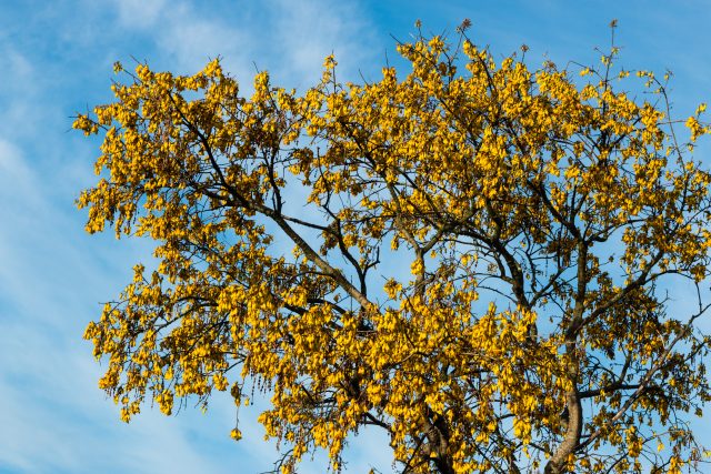 Part of the sustainability ethos of New Zealand wine is the planting of native flora and fauna such as this yellow flowering Kōwhai tree.