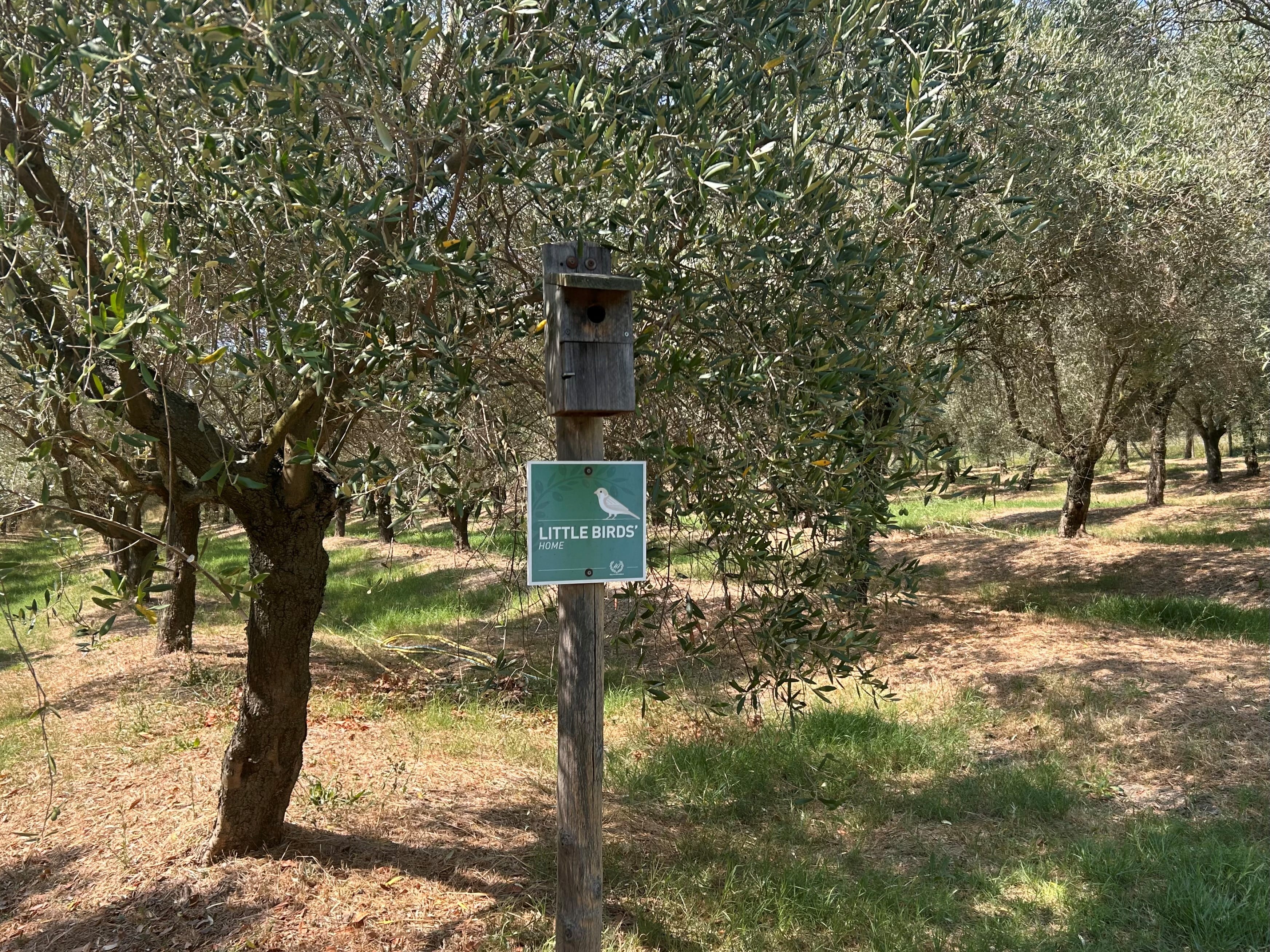 Insect home - Filippo Berio olive grove.
