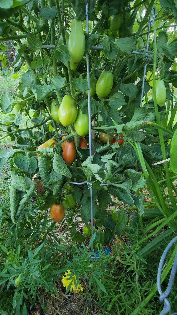 My ONE Roma tomato plant. I lost count at 55 tomatoes
