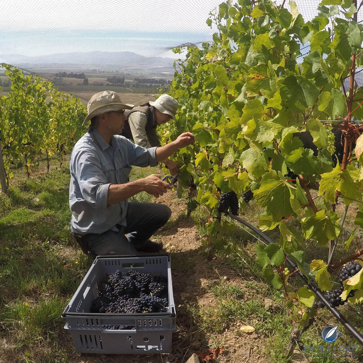 Sato Wines from New Zealand: Japanese Bankers turned Serious Winemakers