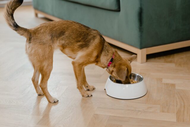 Small dog eating dinner